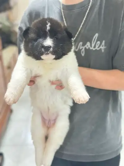 American akita puppy for sale, View more