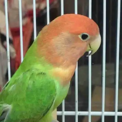 baby love bird, View more