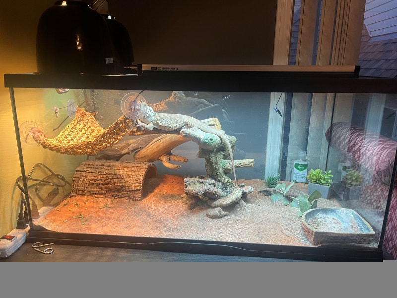 Bearded Dragon and Terrarium Free Stuff Calgary Kijiji