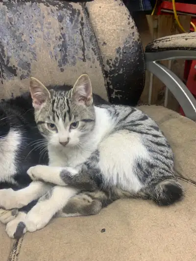 Manx kitten , View more