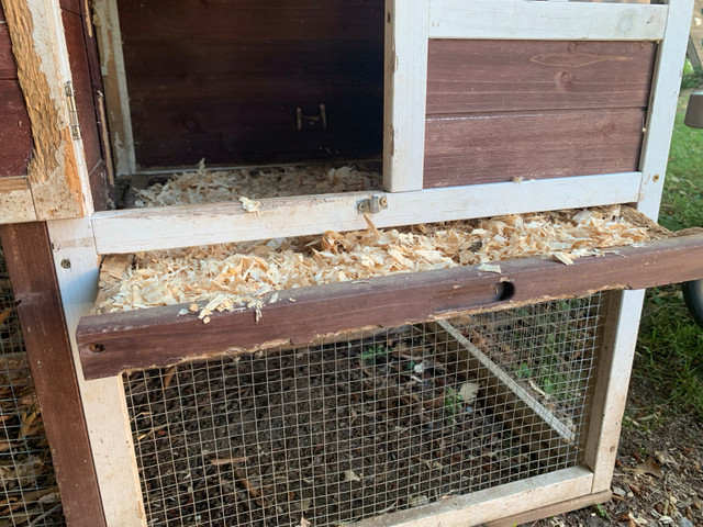 rabbit & hutch for sale (selling as a set)  in Small Animals for Rehoming in Hamilton - Image 3
