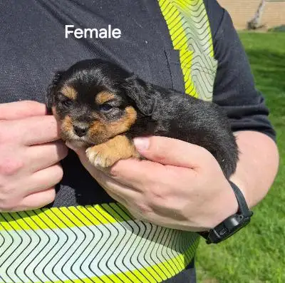 Australian Shepherd X king Charles Cavalier, View more