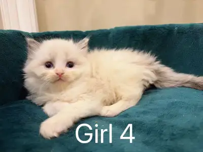 @ Blue eyes doll face Ragdoll kittens @, View more