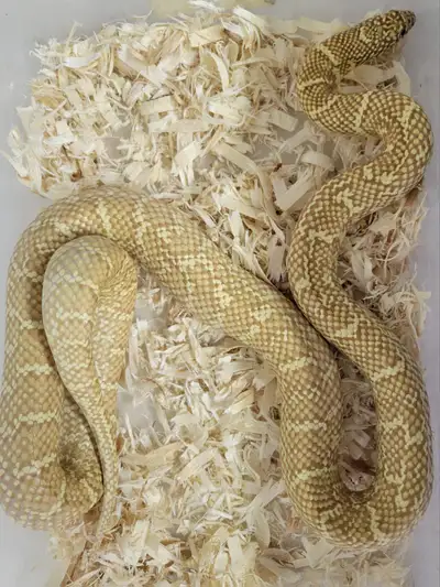 Adult female lavendar HX florida kingsnake. She is a thick 42' long. Delivery around GTA possible. C...