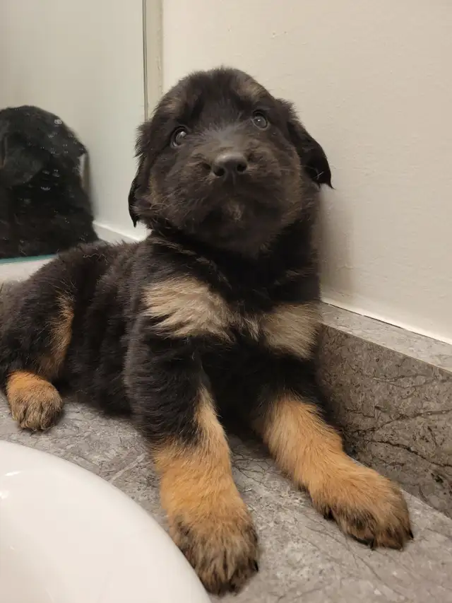 Bernese Golden Retriever Puppies in Dogs & Puppies for Rehoming in City of Toronto - Image 4
