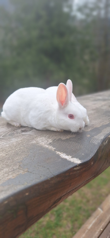 Mini Rex Rabbits in Small Animals for Rehoming in Chilliwack - Image 2