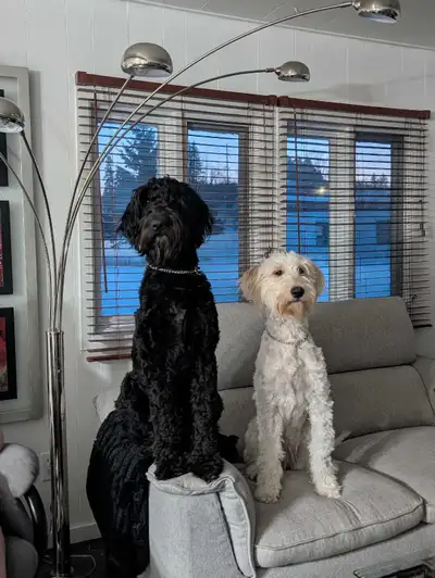 2 chienne golden doodles a vendre ensemble, View more