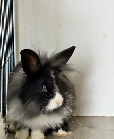 Lionhead bunnies - Two, View more