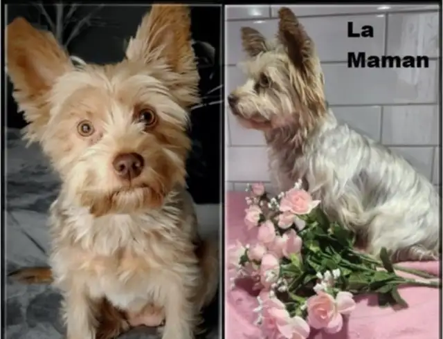 Wow 6 merveilleux yorkshires pure race 4 femelles et 2 males in Dogs & Puppies for Rehoming in City of Montréal - Image 8