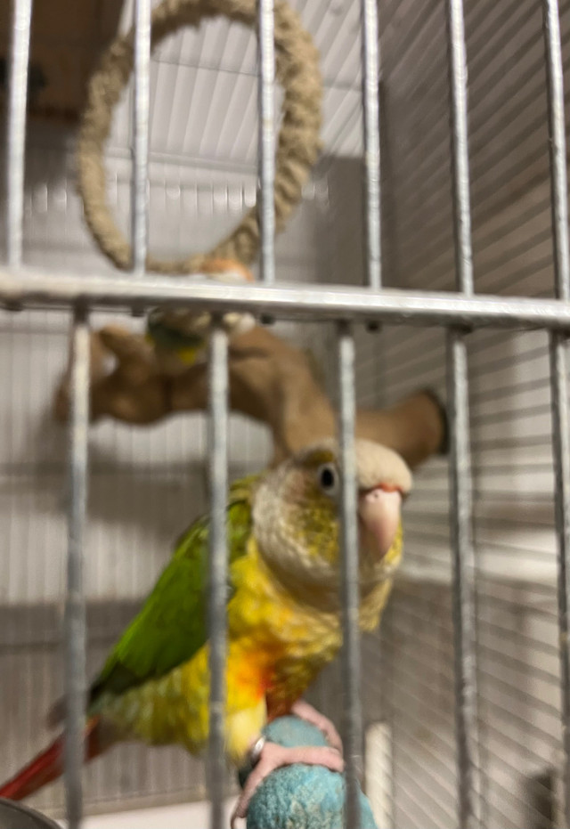 3 couples Conure et Quaker in Birds for Rehoming in Lévis - Image 2