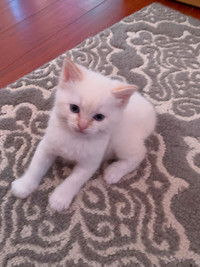 White tabby kitten