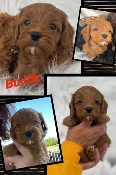 We are excited to announce we have the sweetest litter of F1bb Cockapoo Puppies that were born on Ju...