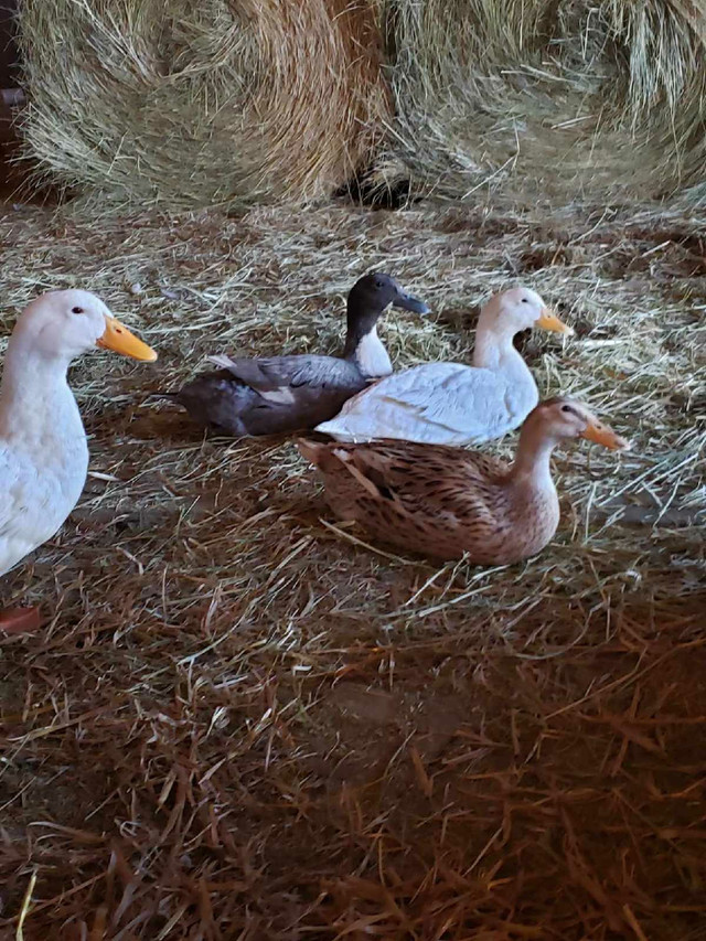 Duck hatching eggs  in Livestock in Peterborough - Image 3