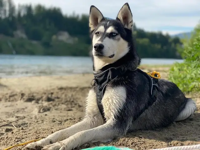 Sweet Siberian Husky in Dogs & Puppies for Rehoming in Tricities/Pitt/Maple - Image 3