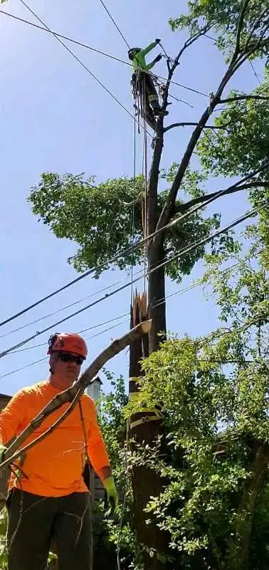 Tree Pruning Tree Removal 647 654-1884 in Lawn, Tree Maintenance & Eavestrough in City of Toronto - Image 11