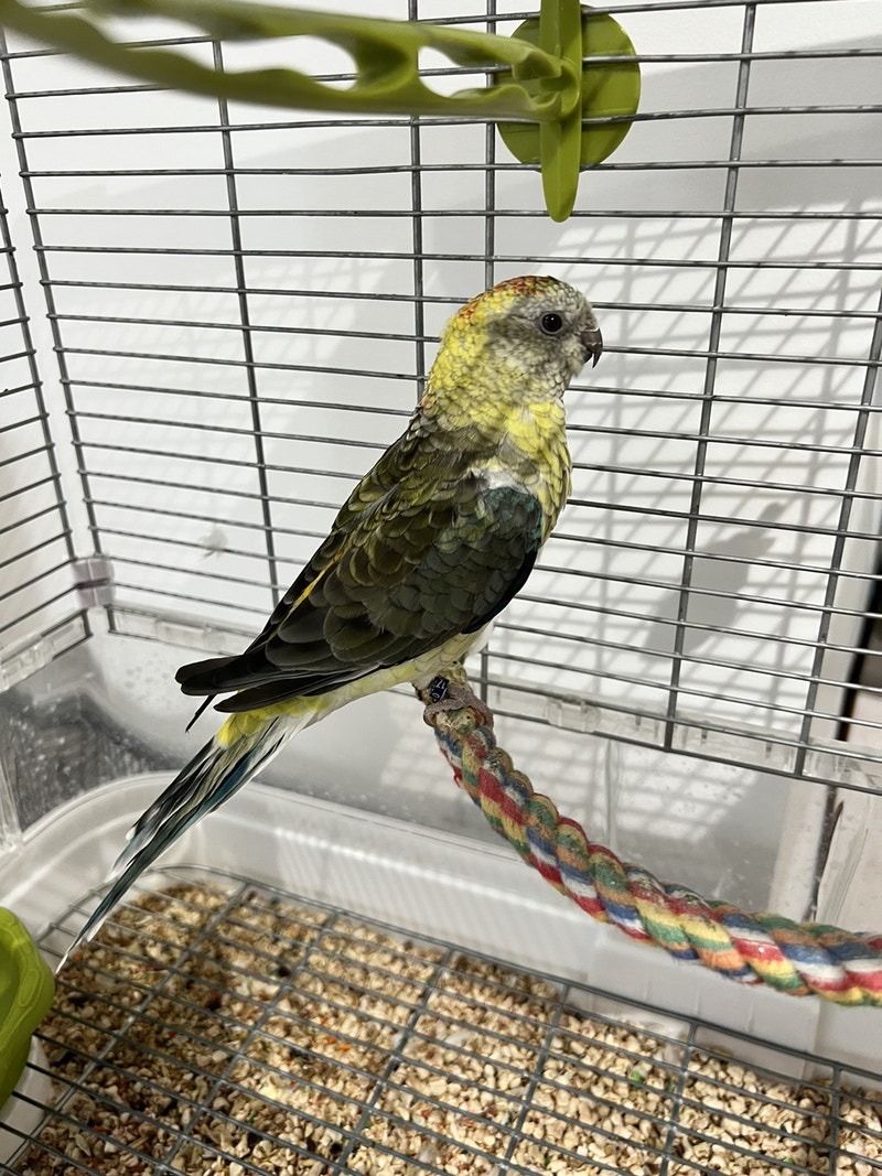 Red rump / croupion rouge Birds for Rehoming Gatineau Kijiji