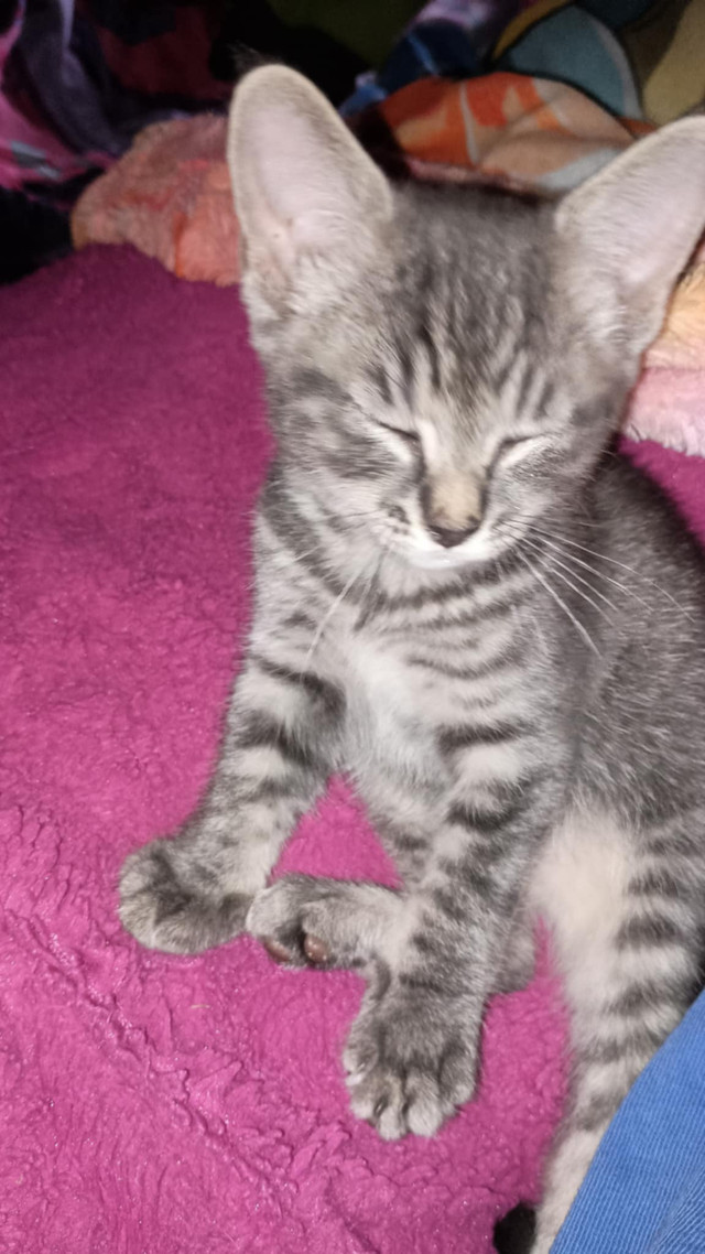 Kittens in Cats & Kittens for Rehoming in Gatineau - Image 2