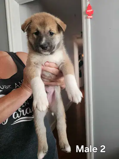 West Siberian Laika puppies, View more