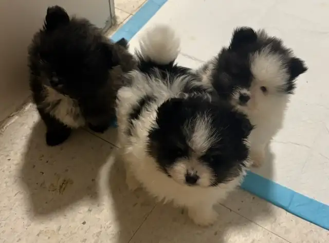 Pomeranian puppy in Dogs & Puppies for Rehoming in City of Toronto - Image 3