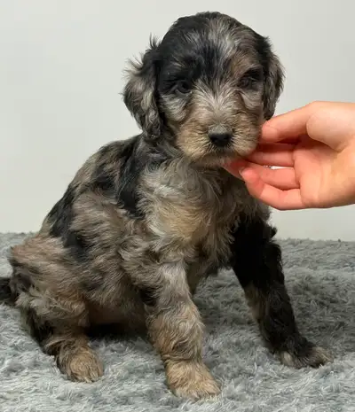 Mini Bernedoodle - Mini Goldendoodle, View more
