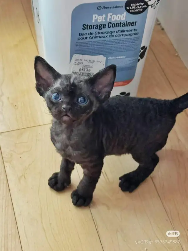 Certified Cattery Devon Rex Kittens For Sale