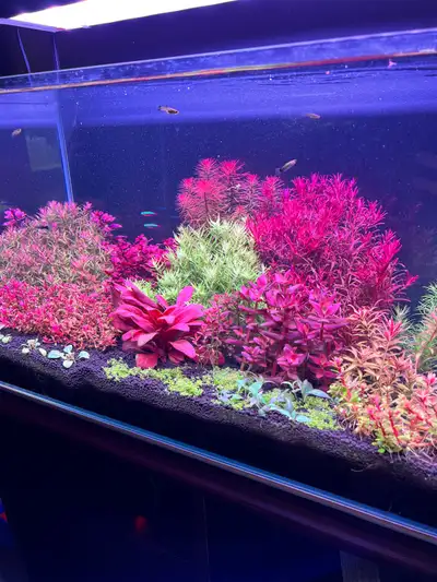 Hello everyone, I’m an aquarium-plant hobbyist, and occasionally my tanks produce more growth than I...
