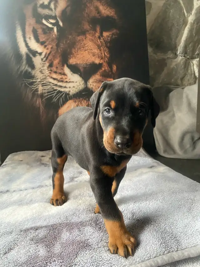 Champion European Doberman Puppies! Males available. in Dogs & Puppies for Rehoming in Edmonton - Image 3