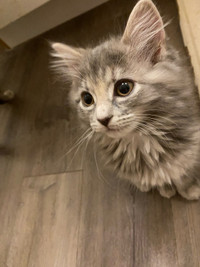 Kittens in need of new home