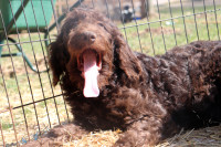 LABRADOODLE+F1B+REDUCED AGAIN TO FIND FUREVER HOMES