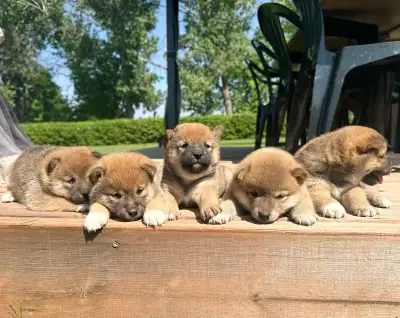 These cute 4 week old puppies are looking for their new furever home soon. They are purebred Shiba I...