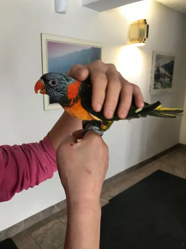 Lorikeet parrot very tame,talk,dance,sociabilize in Birds for Rehoming in Oshawa / Durham Region - Image 3