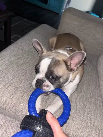 I have to rehome my 7 month old puppy, she comes with her shots, and she is spayed. She comes with R...
