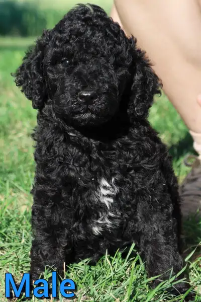 Poodle puppies, View more