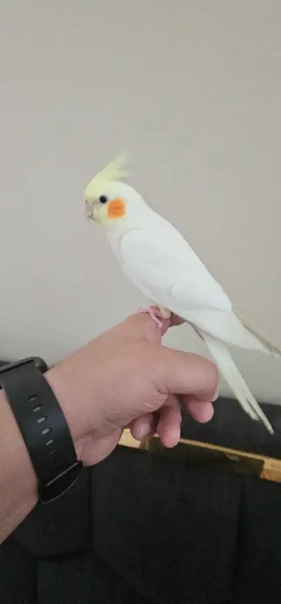 Cocktail bird with big cage , View more