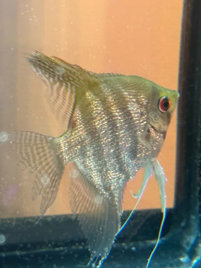 scalaire (ange) in Fish for Rehoming in Laurentides - Image 7