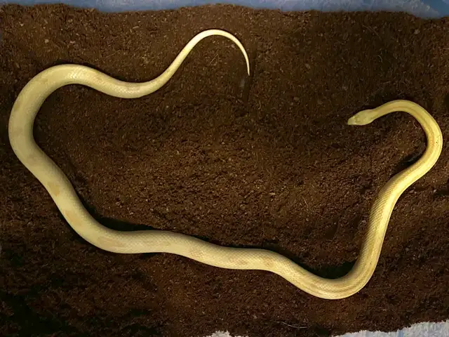 Butter Motley/Stripe Corn Snake in Other in Saskatoon - Image 5