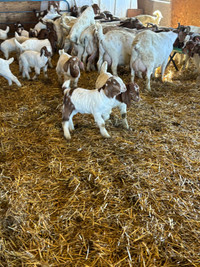 Registered boer goat