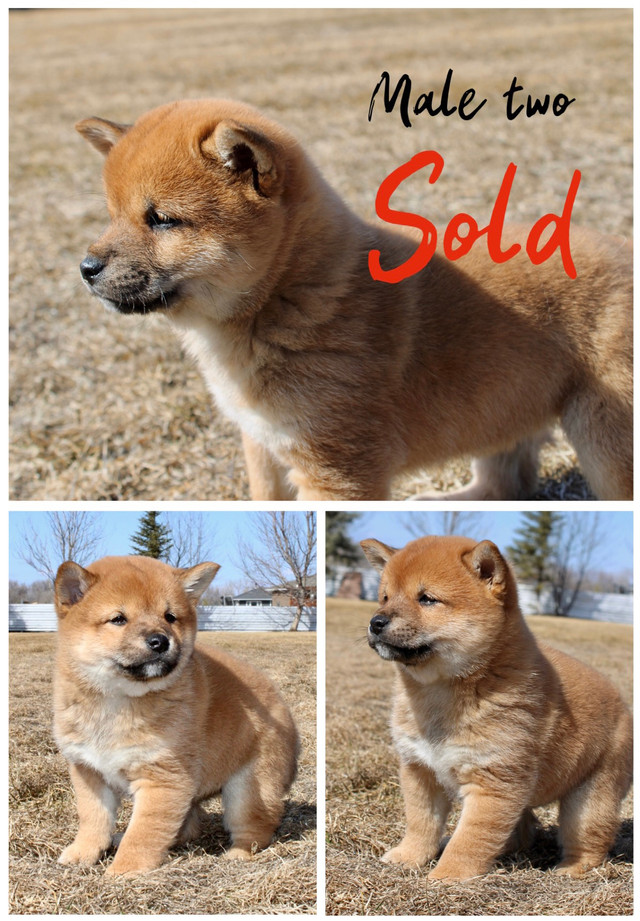 Shiba Inu puppies one left!! in Dogs & Puppies for Rehoming in Winnipeg - Image 4