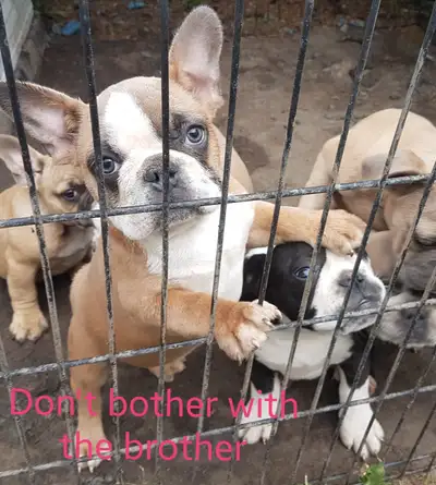 All pups at 350 have sold.. pups left range from 650 and 850... please email for video..These gorgeo...