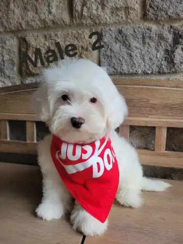 MALTIPOO MALES THIS WEEK SPECIAL, View more