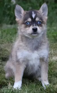 Mini Pomsky puppies with blue eyes