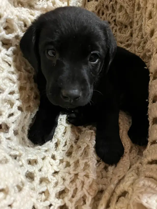 Labrador retriever puppies | Dogs & Puppies for Rehoming | Bedford ...