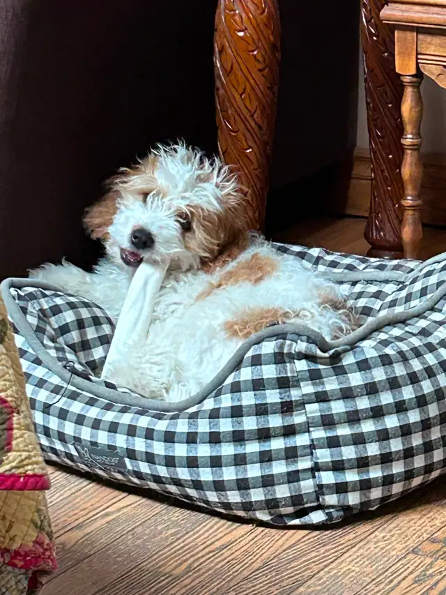 Beautiful Cavapoo Puppies in Dogs & Puppies for Rehoming in Markham / York Region - Image 6