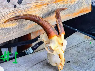 Goat Skulls with Horn Caps, View more