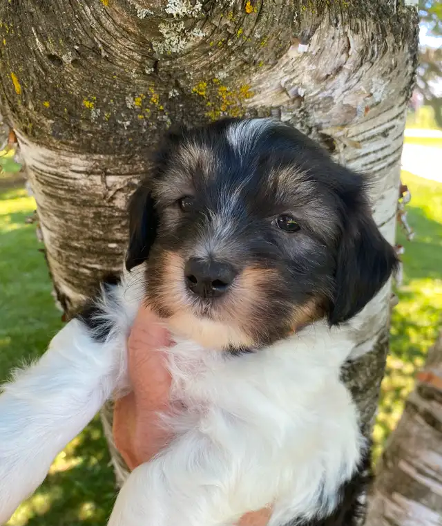 HAVANESE REGISTERED CKC PUPPIES in Dogs & Puppies for Rehoming in Kitchener / Waterloo - Image 2