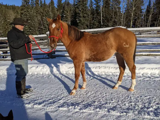 2023 red dun AQHA registered gelding, ranch bred | Horses & Ponies for ...