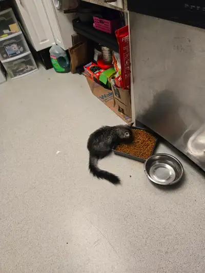 Very Cute Kitten, View more