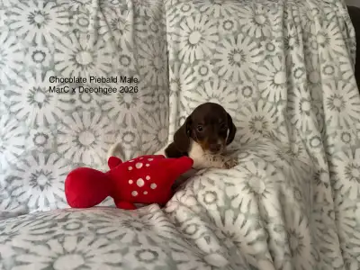 CKC Reg’d Miniature  Dachshund Puppies 1 Left!!, View more