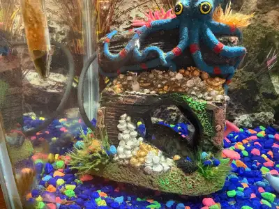 Freshwater Aquarium Fish, View more