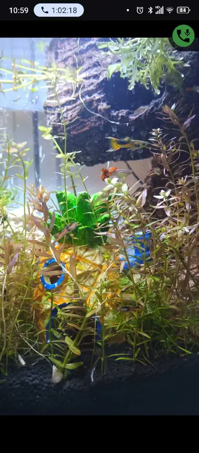 guppy fry 50 cents each, $5 for 20, View more